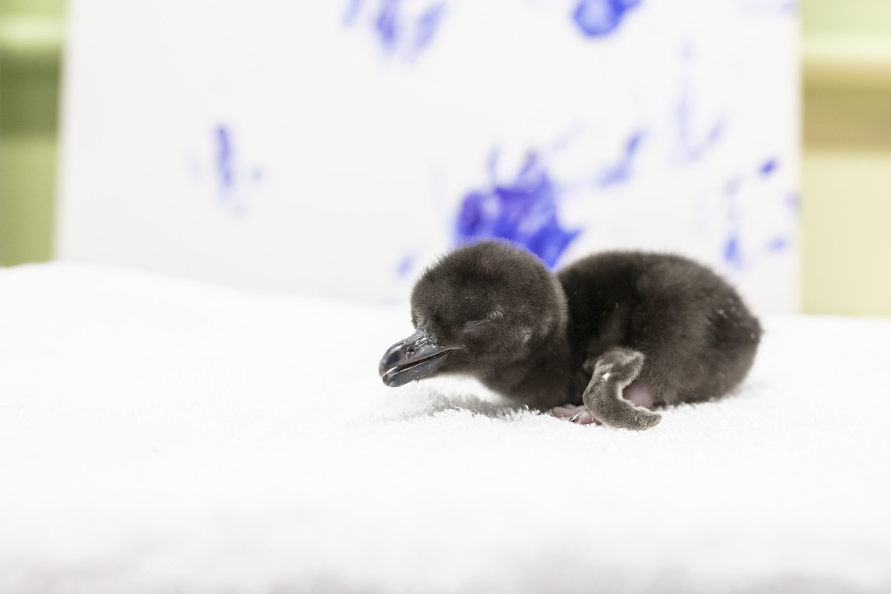 Magellanic Penguin Chick